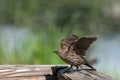 Female Red-Winged Blackbird standing on a wood railing getting ready for takeoff