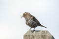 Female Red winged blackbird Royalty Free Stock Photo