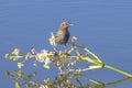 Female Red-Winged Blackbird On Wild Flowers In The Water