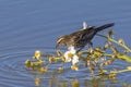 Female Red-Winged Blackbird Over Water