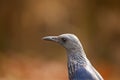 Female Red-winged Starling (Onychognathus morio) 15670