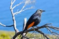 Female Red-winged Starling On Tree Branch Onychognathus morio