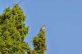 Female Redbacked shrike, Lanius Collurio Royalty Free Stock Photo