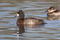 Female Redhead Duck Swimming in Lake Royalty Free Stock Photo