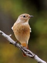 Female redstart