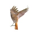 Female of redstart bird flying isolated