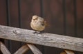 Female redstart bird