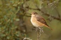 A female redstart