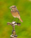 Female redstart.