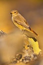 Female Redstart, Phoenicurus phoenicurus