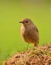 Young female redstart perched on the grass.