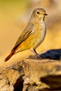 Female Redstart, Mediterranean Forest, Spain