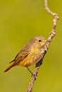 Female Redstart, Mediterranean Forest, Spain