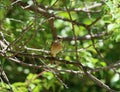 Female redstart, small bird