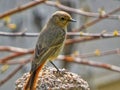 Female Redstart on a Stone