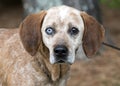 Female Redtick Coonhound with one blue eye and floppy ears outside on leash. Dog rescue pet adoption photography for waltonpets