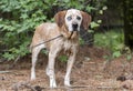 Female Redtick Coonhound with one blue eye and floppy ears outside on leash