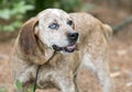 Female Redtick Coonhound with one blue eye and floppy ears outside on leash. Dog rescue pet adoption photography for waltonpets