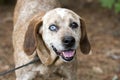 Happy Redtick Coonhound with one blue eye and floppy ears Royalty Free Stock Photo