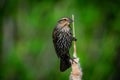 Female Redwing