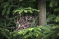 The female Redwing incubates her eggs