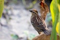 A female redwinged blackbird perched on a leaf Royalty Free Stock Photo