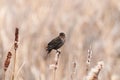 A female redwinged blackbird sits on cattail reeds