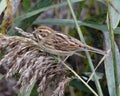 Female reed bunting eating seeds