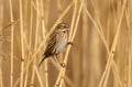 Female reed bunting Emberiza schoeniclus bird in the spring sunshine