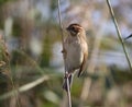 Female reed bunting clinging to reed