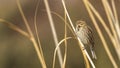 Female Reed Bunting