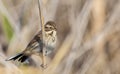 Female Reed Bunting