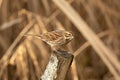 Female Reed Bunting, Emberiza schoeniclus, perched on old Silver Birch stump with Norfolk reeds