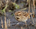 Female Reed Bunting, Emberiza schoeniclus, on muddy lake shore