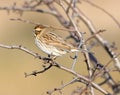 Female Reed Bunting