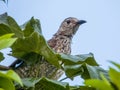 Female Regent Bowerbird in Queensland Australia Royalty Free Stock Photo