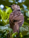 Female Regent Bowerbird in Queensland Australia Royalty Free Stock Photo