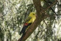 this is a female regent parrot Royalty Free Stock Photo