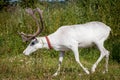 Female Reindeer Or Caribou Outdoors