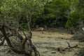 Pulau Rinca - Parc National Komodo