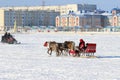 A female reindeer team rides against the background of the city of Nadym in Northern Russia