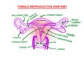 Female reproductive anatomy illustration design on white background