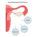 Female reproductive hormones. Human endocrine system organ producing Royalty Free Stock Photo