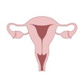 Female reproductive organs graphic icon