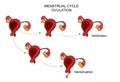 The female reproductive organs. Menstrual cycle. Royalty Free Stock Photo