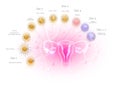 Fertilized cell development