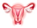Female Reproductive System Royalty Free Stock Photo