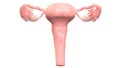 Female Reproductive System Anatomy Anterior view