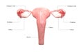 Female Reproductive System Anatomy Royalty Free Stock Photo