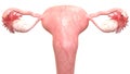 Female Reproductive System Anatomy Posterior view Royalty Free Stock Photo